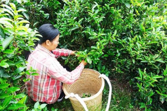 凤凰雪茶什么时候采摘