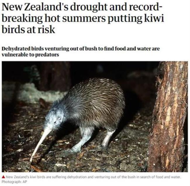 代表新西兰的动物
