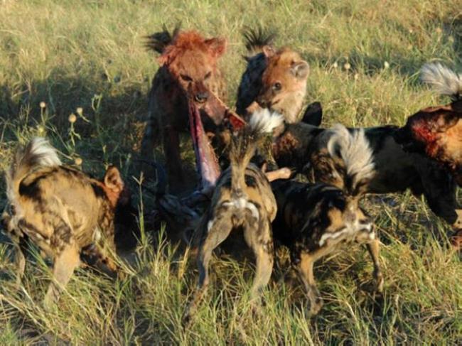 非洲猎犬和鬣狗区别