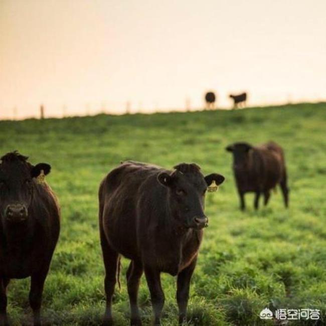 中国和牛日本和牛的区别