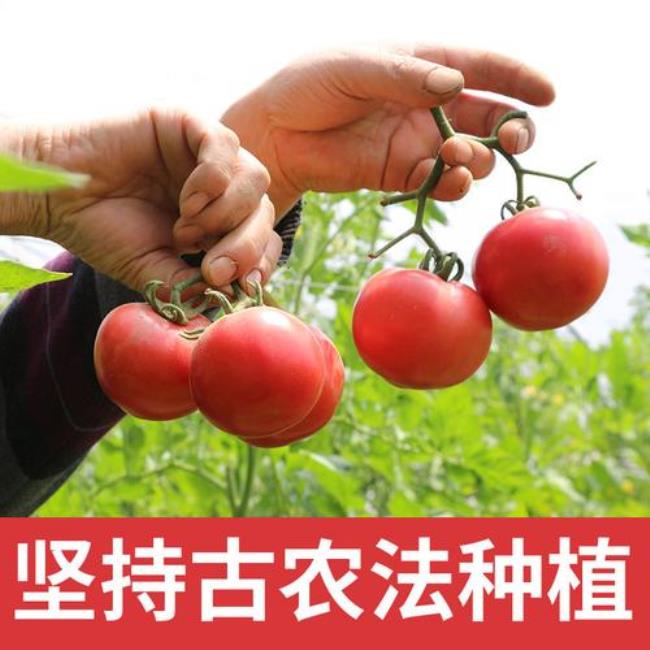 西红柿没熟放着会自己熟吗