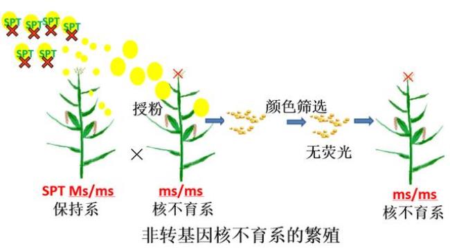 spt在植物中有什么功能