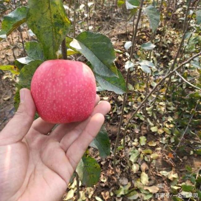 瑞士苹果品种大全