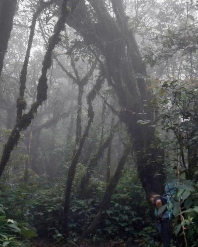 世界最可怕的雨林