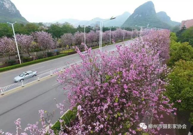 柳州柳石路多长