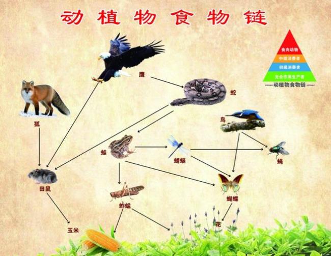 什么是生物界什么事非生物界