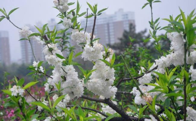 桃花有香味吗