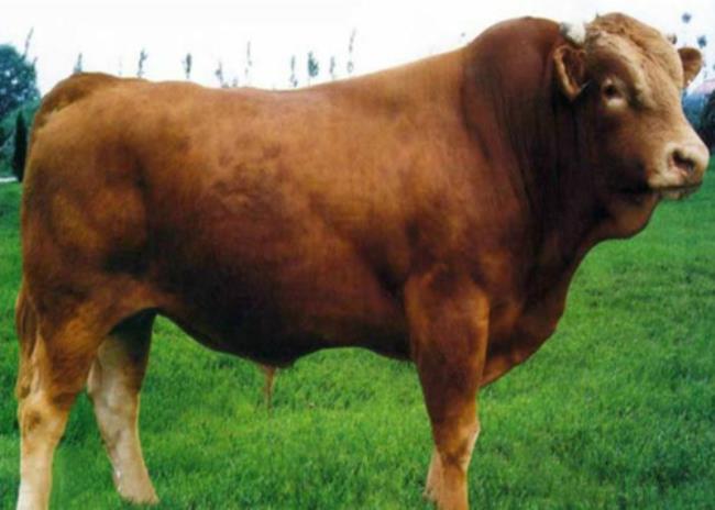 牛的养殖方法和技术