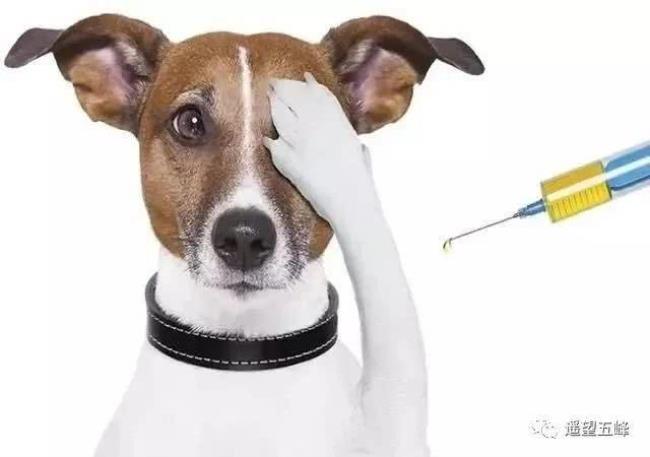 狗狗疫苗本丢了怎么办