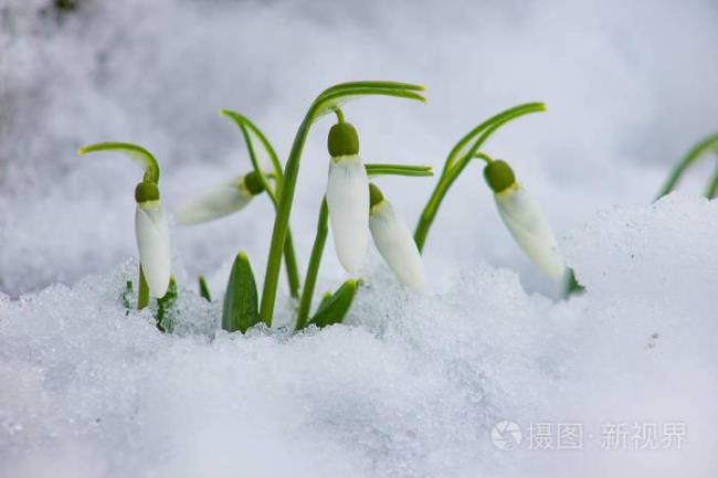 为什么雪花是温暖的