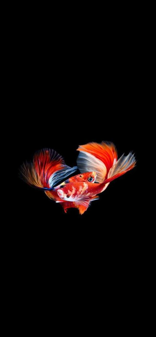 betta fish 是什么鱼