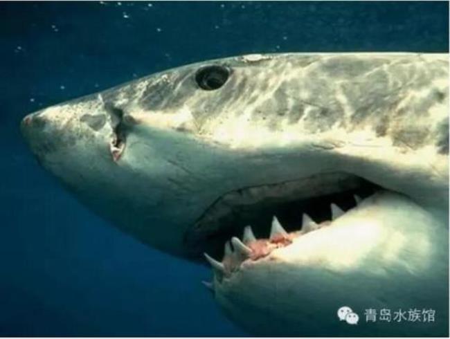 为什么大白鲨100天换一副新牙