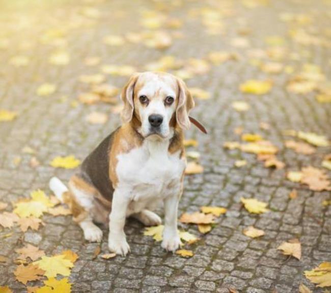 一犬不至百犬不食是什么意思