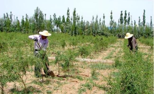 山西省大同市适合种植什么药材