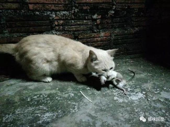 在什么地方最容易抓到猫