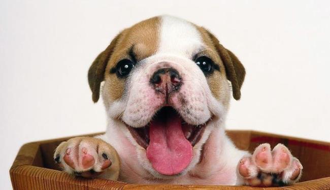 狗狗舌头长好还是舌头短好