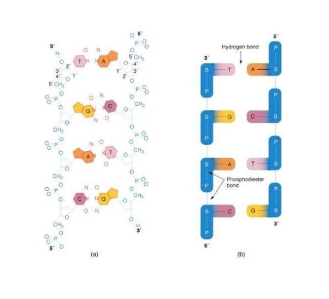 氨分子怎么会有氢键