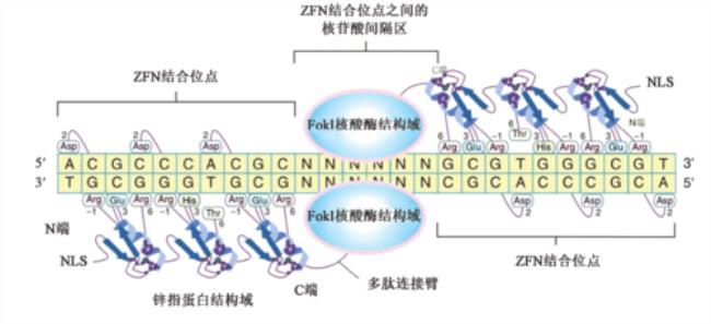 dna是二聚体吗