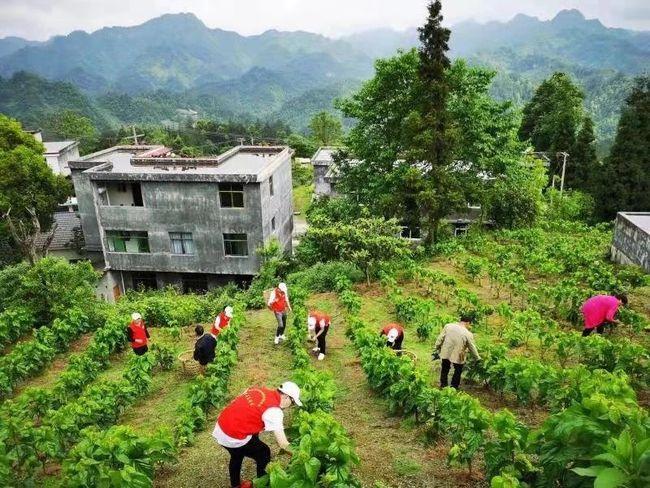 高职高专乡村振兴是什么意思