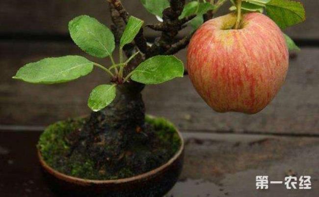 盆栽苹果哪个品种是自花授粉