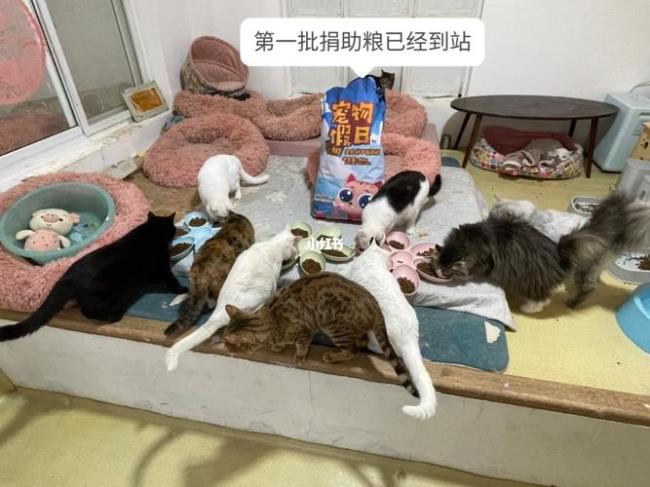 云养流浪猫是什么意思