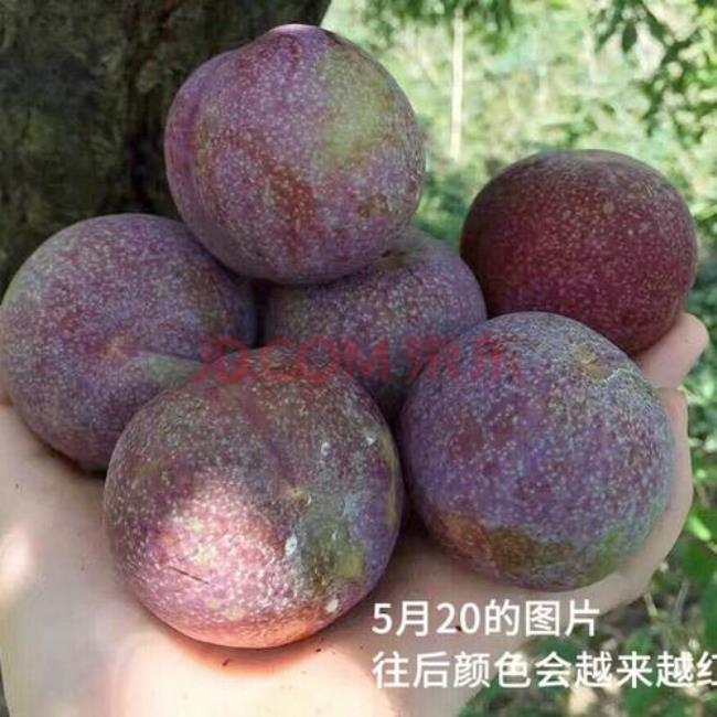 广西贺州水果水果特产有哪些