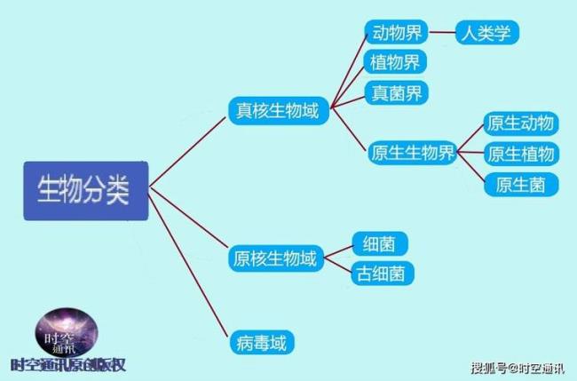 人类 分类学学名