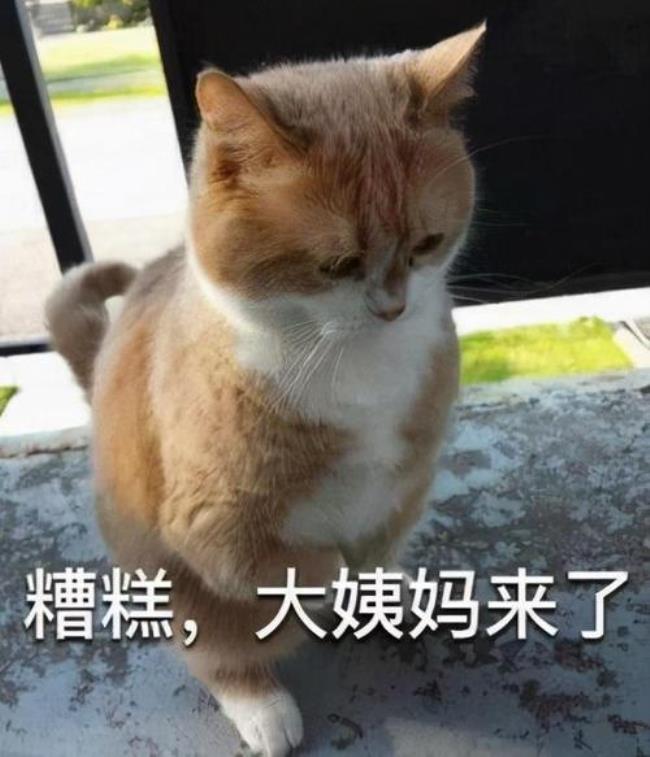 母猫来大姨妈是什么样子的