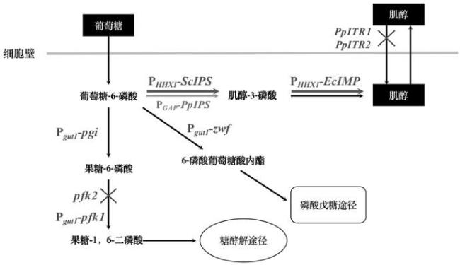 糖酵解关键酶的调节方式