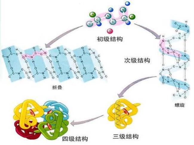 蛋白质的结构通式