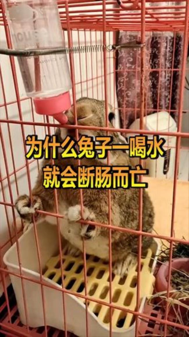 为什么兔子喜欢仰着头喝水