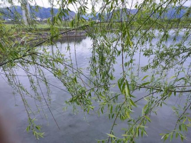 春雨绵绵无绝期意思