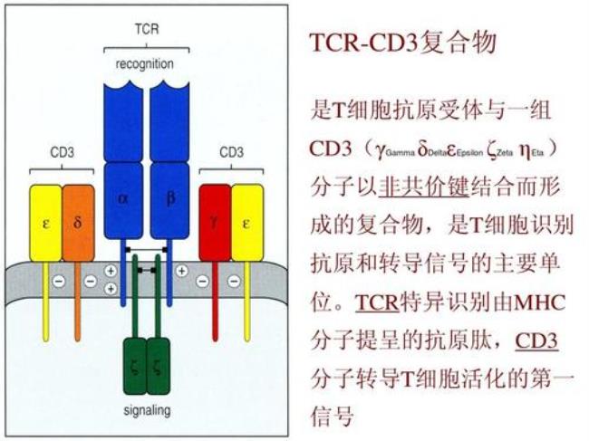 t淋巴细胞活化标志的分子是什么