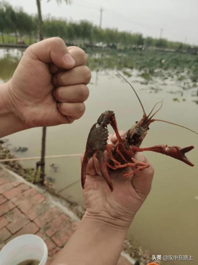 潍坊哪里有小龙虾可以钓