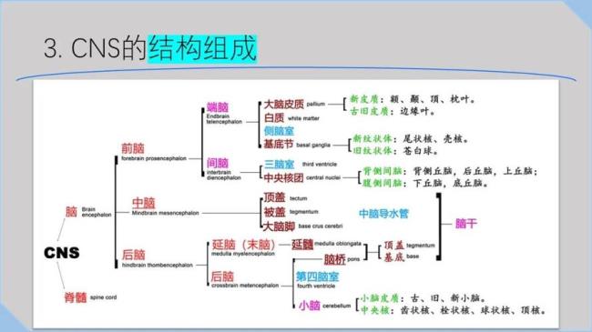 什么和什么被称为神经中枢