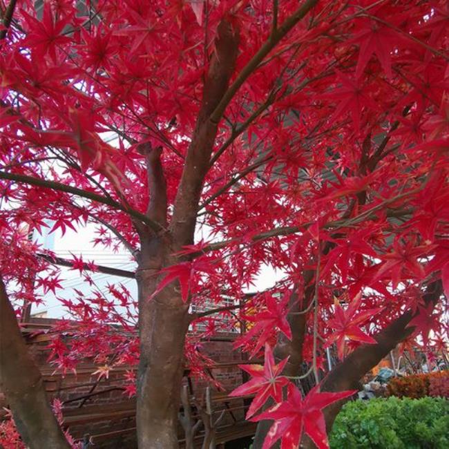 八月满树红叶的是什么树