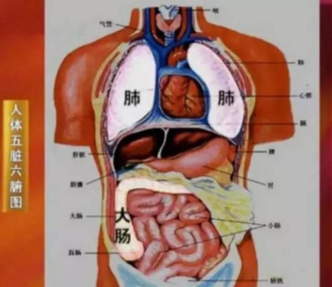 人体的部位图和名称