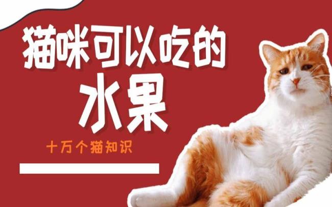 2月龄猫可以吃的水果