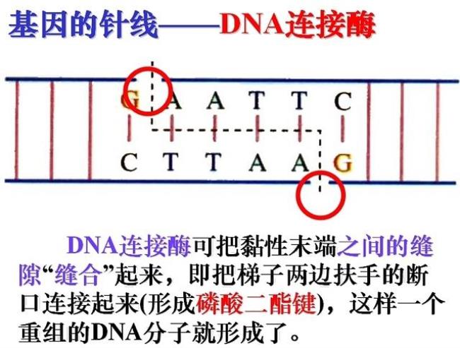 dna复性的过程中有哪些反应