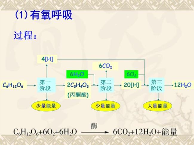 发酵和无氧呼吸为同一概念吗