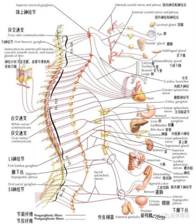 交感神经的组成