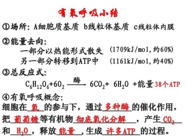 高一生物有氧呼吸方程式