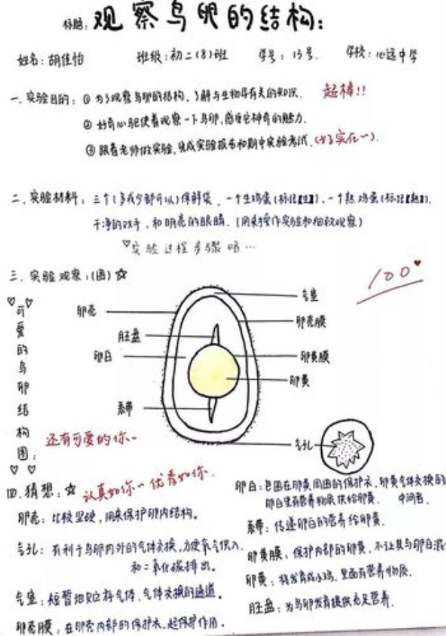 鸡蛋的结构简图怎么画