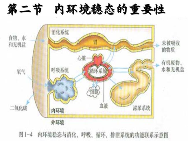 与内环境稳态间接相关的系统