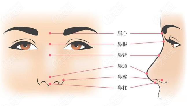 鼻子用英语怎么读