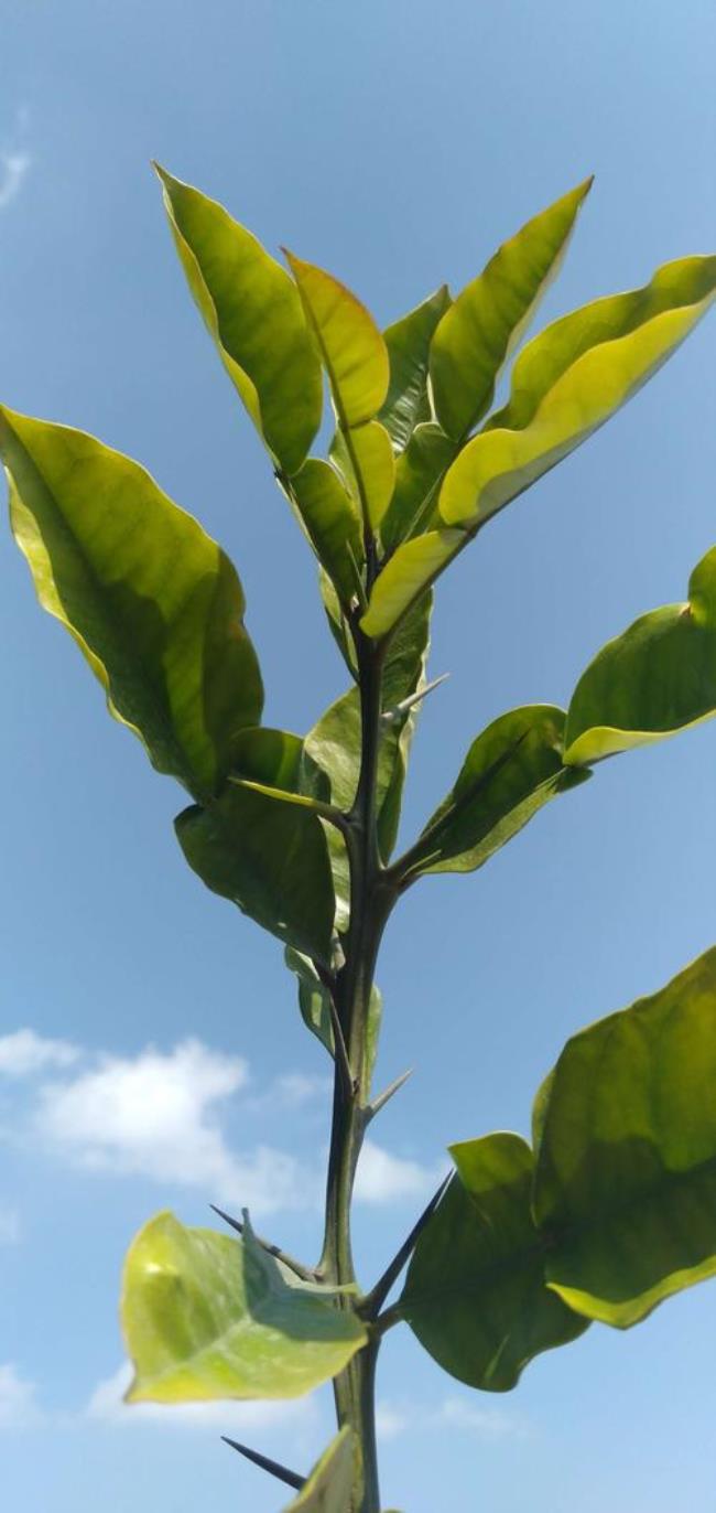 植物向着阳光是具有什么性