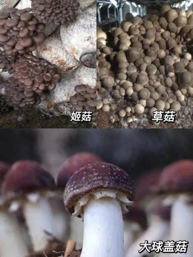 云南蘑菇顺口溜