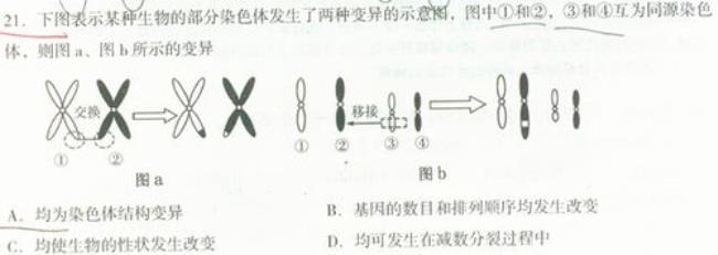 基因敲除属于染色体变异吗