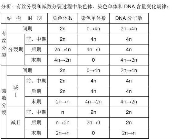 减数分裂基因分配过程