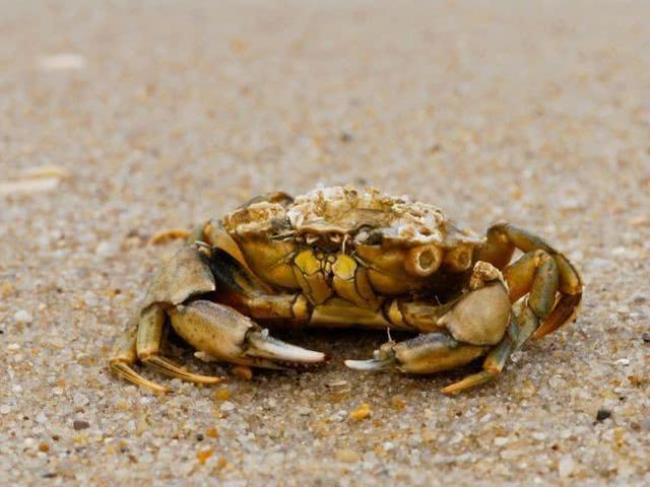 螃蟹在想为什么人不是横着走